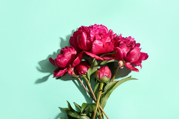Fototapeta premium Beautiful peony flowers on turquoise background