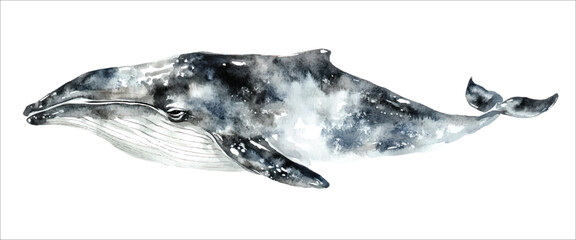 Obraz premium Whale watercolor vector illustration, underwater ocean animal art isolated on white background