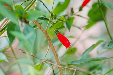 red flower Turk's cap, Sleeping hibiscus
