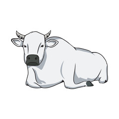 A large white cow is sitting