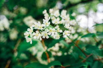 Cherry blossom close-up. Spring mood