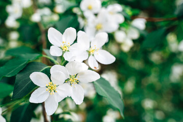 Apple tree in bloom. Spring. White flowers close-up.