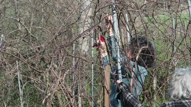 Strong independent woman carefully prunes grapevines using red pruning shears in a leafless vineyard during winter dormancy in the Martani hills, Italy, surrounded by trellises and bare branches