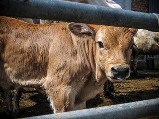 Close up portrait of a young cow in a farm