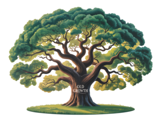 Large old growth tree illustration