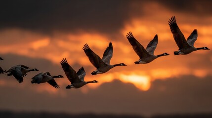 Canada Geese Flying in Formation at Sunset, Majestic Wildlife Migration Against a Dramatic Orange and Cloudy Sky, Avian Beauty