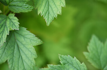 Natural frame with green leaves on soft background