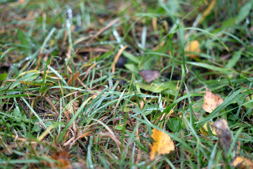 photo Close-up View of Dew-Covered Green Grass and Fallen Autumn Leaves in a Natural Outdoor Setting Highlighting Seasonal Changes and Morning Moisture