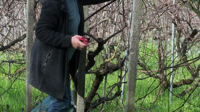 Strong independent woman carefully prunes grapevines using red pruning shears in a leafless vineyard during winter dormancy in the Martani hills, Italy, surrounded by trellises and bare branches