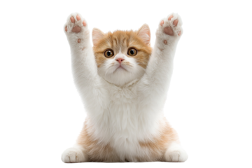 A cute kitten with white and orange fur raising its paws in a playful gesture on a white background