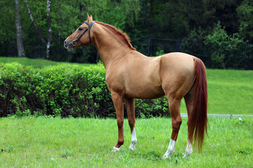 Thoroughbred young horse posing against summer fields
