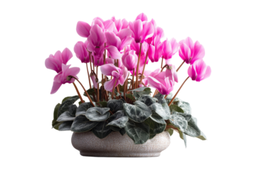 Blooming pink cyclamen plant display