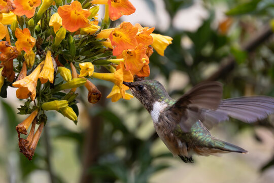 Hummingbird feeding of nectar from small orange flowers
