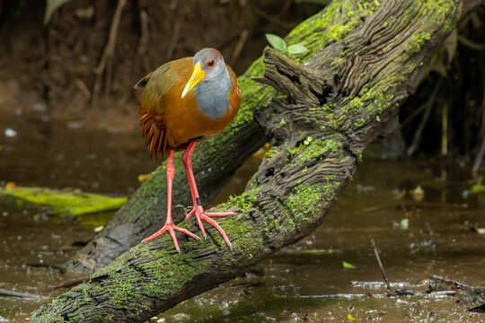Grey-necked Wood Rail in costa rica