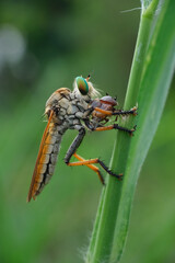 A close-up of a robber fly (Asilidae) with striking green eyes, perched on a green stem, preying on another insect it firmly grasps, 03 juny 2025 Indonesia