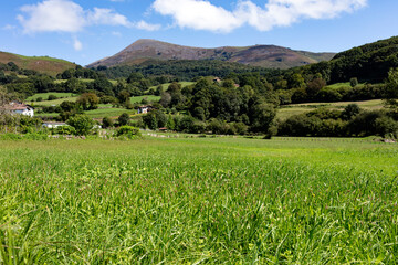 green grass field