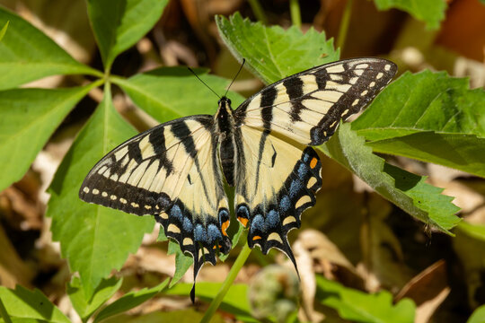 Eastern Swallowtail butterfly resting on plant