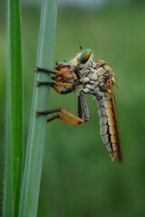 A close-up of a robber fly (Asilidae) with striking green eyes, perched on a green stem, preying on...