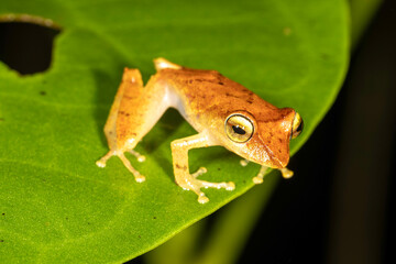 Small tee grog with pointed nose in Costa Rica