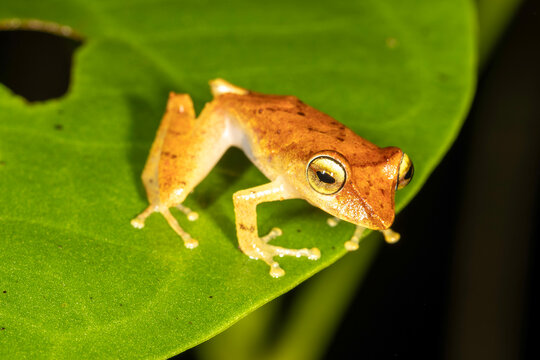 Small tee grog with pointed nose in Costa Rica