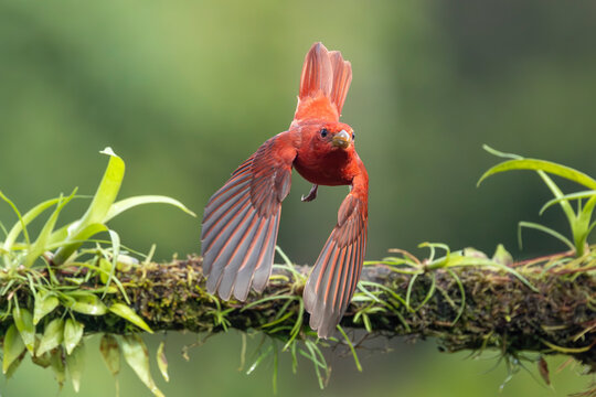 Summer Tanager leaving perch to fly
