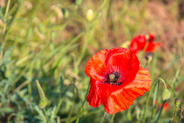 Close-up of a red flowering poppy plant blowing in the wind.