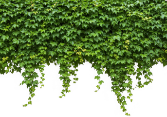 Lush green ivy wall isolated on transparent background
