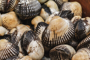 Close-up of fresh mussels in a seafood market display