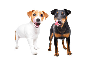 Two dogs of the Jagdterrier and Jack Russell Terrier breeds lick their lips standing isolated on white background