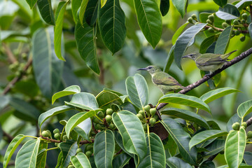 Tiny Avocados beginning to grow in Costa Rica