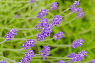 朝露に濡れた紫色のラベンダー