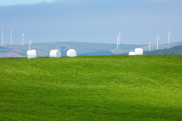 Hill with hay rolls
