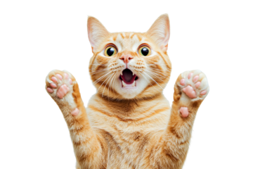 Ginger cat paws up open mouth isolated on transparent PNG