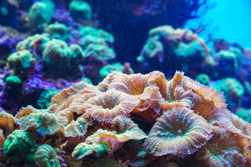 Colorful Coral Reef. Anemone on a tropical coral reef. Sea anemone with flowing tentacles sits...