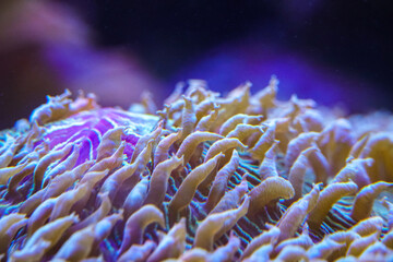 Colorful Coral Reef. Anemone on a tropical coral reef. Sea anemone with flowing tentacles sits nestled within a vibrant marine environment, surrounded by algae and coral fragments