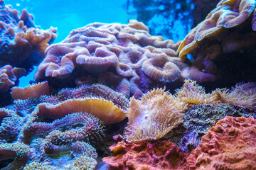 Colorful Coral Reef. Anemone on a tropical coral reef. Sea anemone with flowing tentacles sits nestled within a vibrant marine environment, surrounded by algae and coral fragments