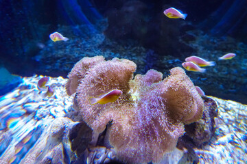 Colorful Coral Reef. Anemone on a tropical coral reef. Sea anemone with flowing tentacles sits...