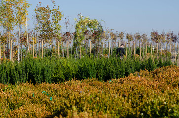 landscape bureau, plant nurseries