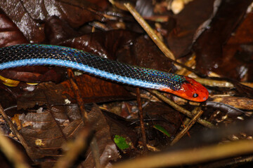 malayan blue coral snake in singapore forest
