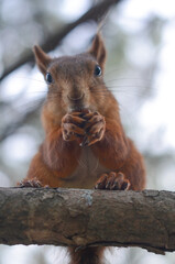 Squirrel on a tree