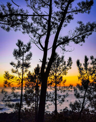 Atardecer entre árboles al lado del mar con colores anaranjados y violetas.