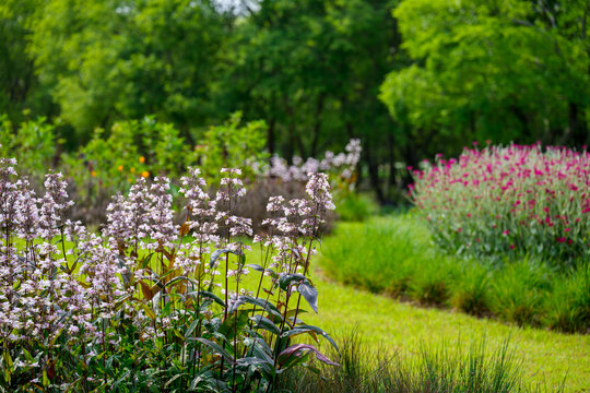 Green garden landscape with white penstemon (Penstemon laevigatus) flowers in full bloom in early summer (Suncheon National Garden, South Korea)