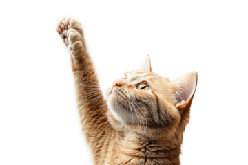 Playful ginger kitten reaching upward isolated on transparent PNG