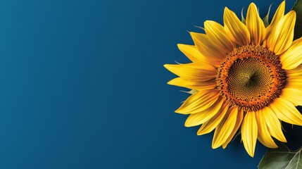 Obraz premium Sunflower with yellow petals and orange center