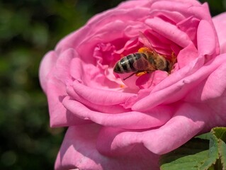 A bee on a pink daisy. It collects pollen from each stamen, pollinating a beautiful bright flower...