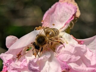 A bee on a pink daisy. It collects pollen from each stamen, pollinating a beautiful bright flower...