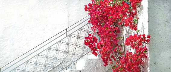 facade white house  with a bouguainviller climbing on the stairs in Greece