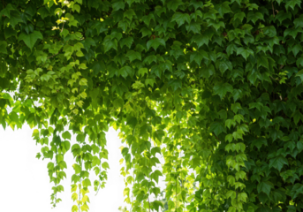 Lush green ivy leaves isolated on transparent background
