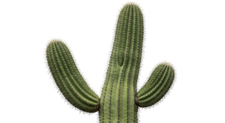 Isolated Cactus Plant