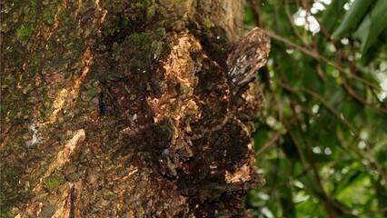 Close-up Texture of Mossy Tree Bark with Natural Patterns, Nature Background for Design